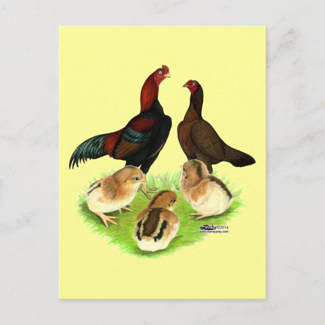 Carte Postale Famille de poulet rouge noir Aseel (Devant)