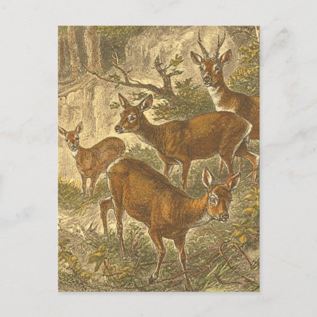 Carte Postale Famille de Roe - Cerfs dans une forêt (Devant)