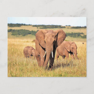 Carte Postale Famille d'éléphants dans les buissons