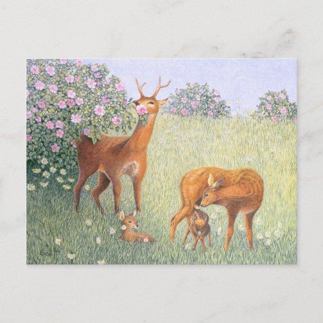Carte Postale Famille des cerfs (Devant)