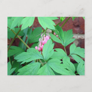 Carte Postale Famille des coeurs saignants