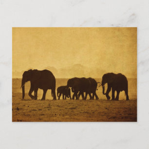 Carte Postale Famille des éléphants