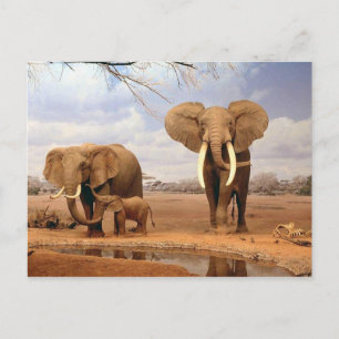 Carte Postale Famille des éléphants