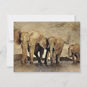 Carte Postale Famille des éléphants