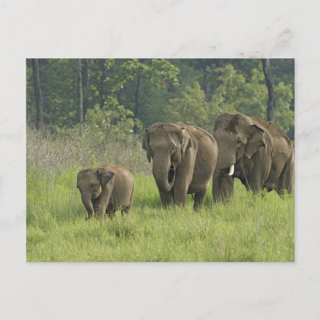 Carte Postale Famille des éléphants indiens (Devant)