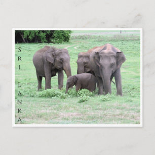 Carte Postale famille des éléphants sri lankais