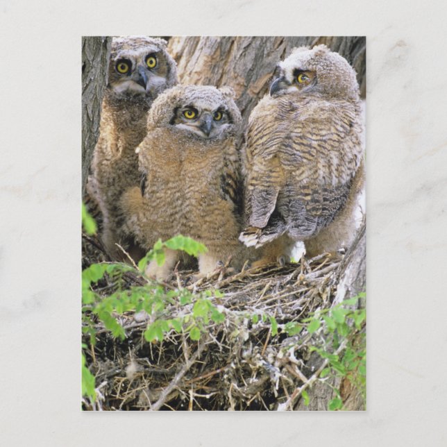 Carte Postale Famille des oeillets à cornes (Bubo virginianus) (Devant)