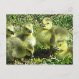 Carte Postale Famille d'oies