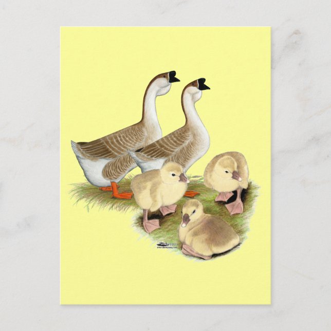 Carte Postale Famille d'oies africaines (Devant)