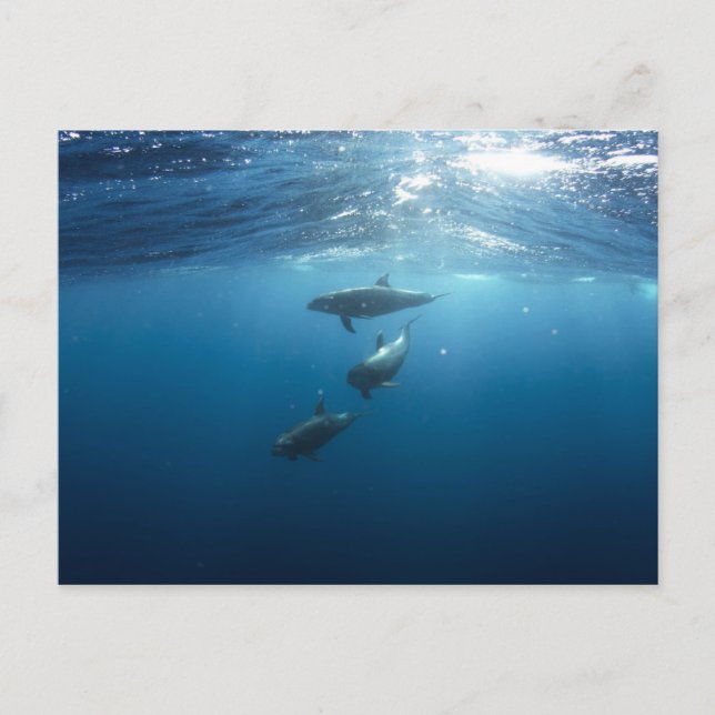 Carte Postale Famille Dolphin (Devant)