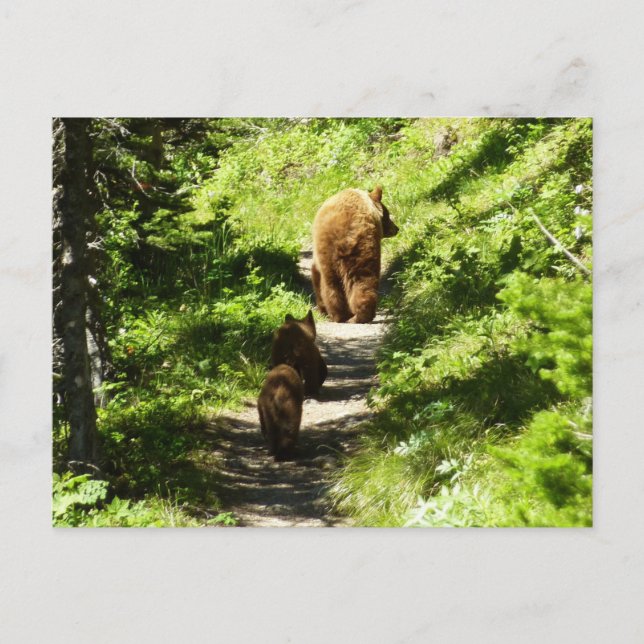 Carte Postale Famille d'ours Brown (Devant)
