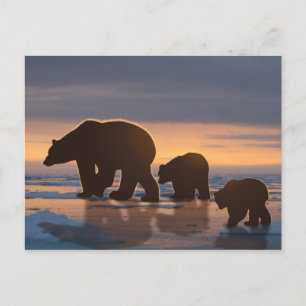 Carte Postale Famille d'ours polaires