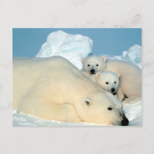 Carte Postale Famille d'ours polaires