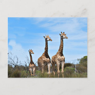 Carte Postale Famille Giraffe