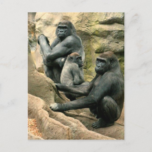 Carte postale Famille Gorilla (Devant)