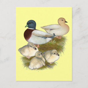 Carte Postale Famille Pastel Call Duck