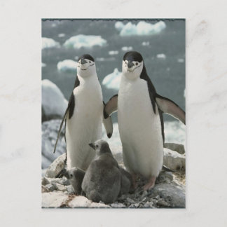 Carte Postale Famille Penguin