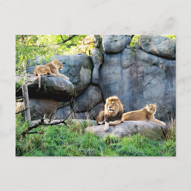 Carte Postale Famille royale (Devant)