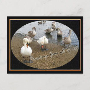 Carte Postale Famille Swan