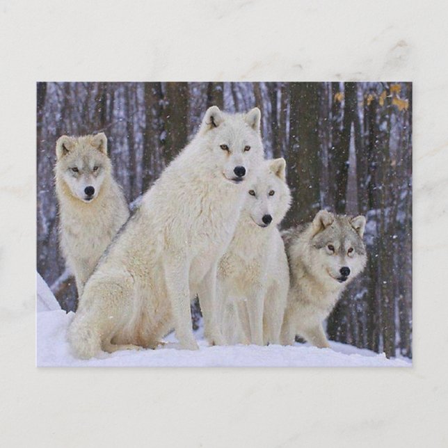 Carte Postale Famille Wolf (Devant)