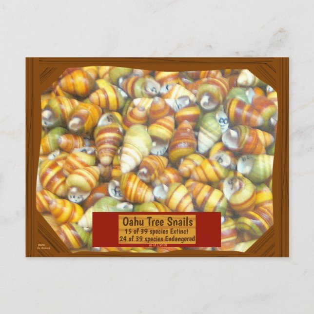 Carte Postale Famous Oahu Tree Snails are going extinct unless - (Devant)