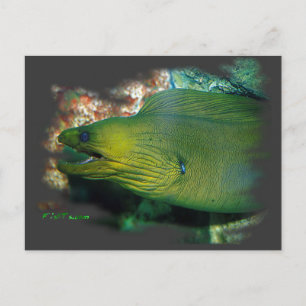 Carte Postale Famouse Green Moray Eel