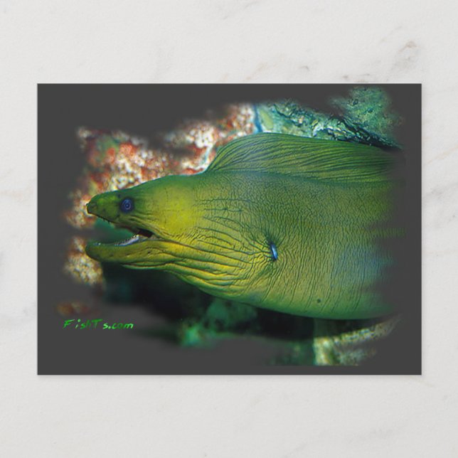 Carte Postale Famouse Green Moray Eel (Devant)