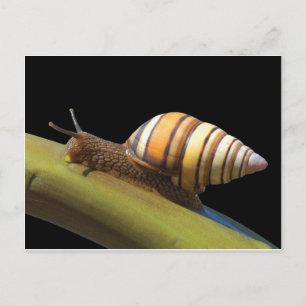 Carte postale Fancy Snail
