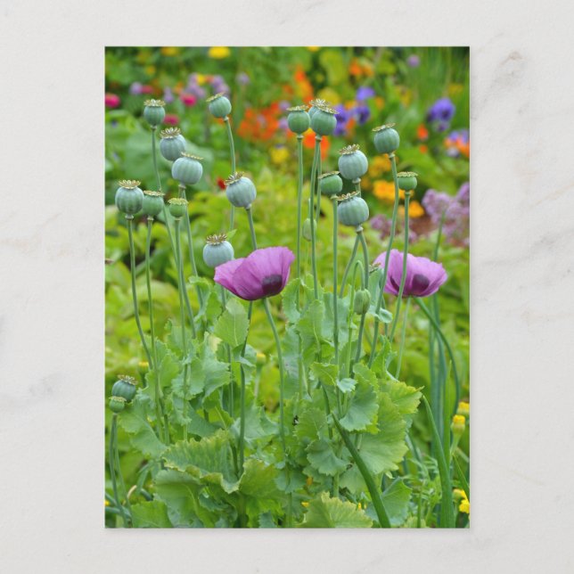 Carte postale Fancy violet popies (Devant)