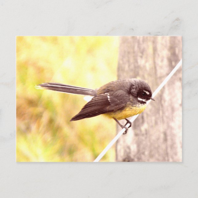 Carte Postale Fantail (Devant)