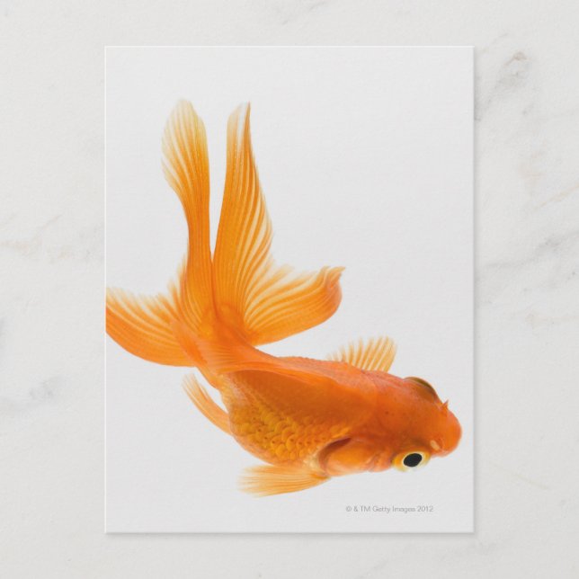 Carte Postale Fantail (Carassius auratus) 2 (Devant)