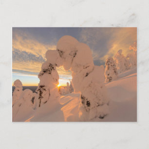 Carte Postale Fantômes de neige dans la chaîne Whitefish