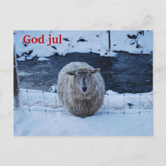 Carte Postale Fåret Fjun julkort (Devant)
