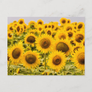 Carte Postale Farms A Sunflower