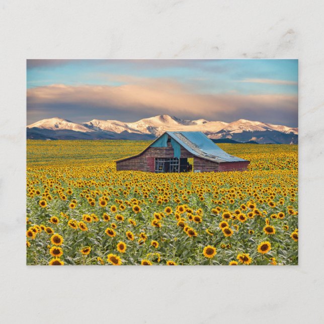 Carte Postale Farms | Field (Devant)
