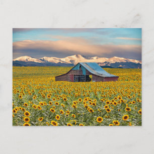 Carte Postale Farms   Field