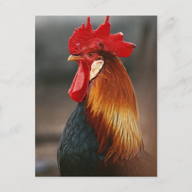 Carte Postale Farmyard Domestic (Devant)