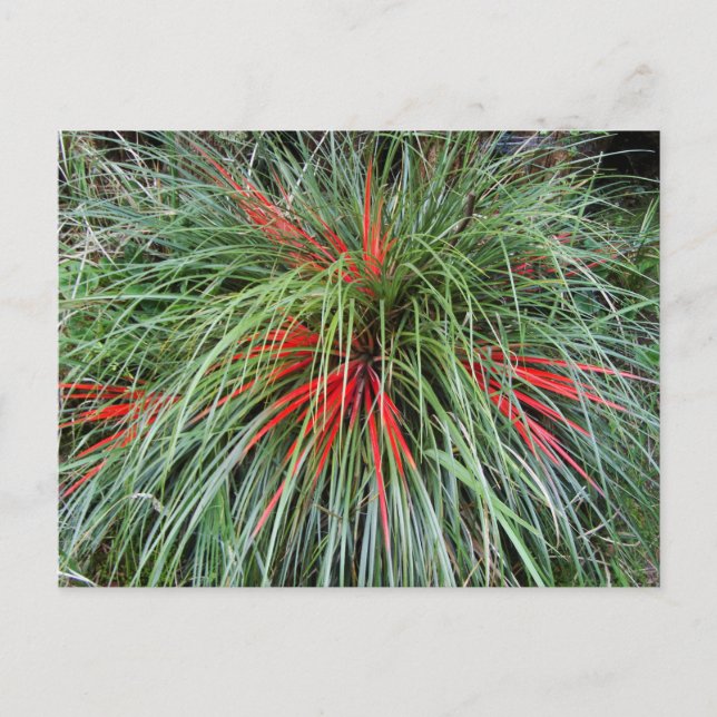 Carte Postale Fascicularia bicolor (Bromeliaceae), Chil Sud (Devant)