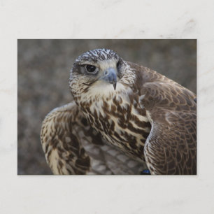 Carte Postale Faucon