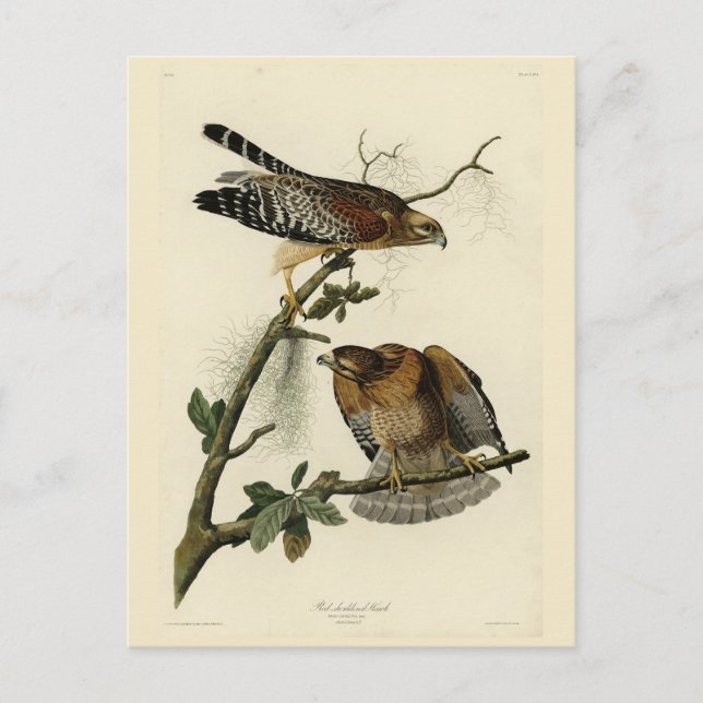 Carte Postale Faucon à épaulettes - Audubon's Birds of America (Devant)
