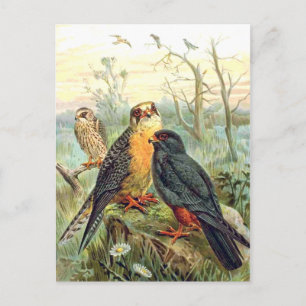 Carte Postale Faucon à pattes rouges