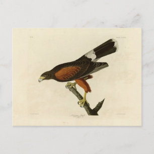 Carte Postale Faucon de la Louisiane