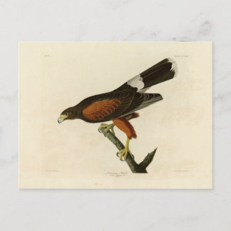 Carte Postale Faucon de la Louisiane