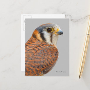Carte Postale Faucon étonnant de Kestrel Sparrowhawk américain