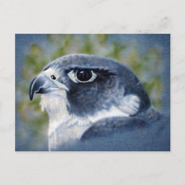 Carte postale Faucon pèlerin (Devant)