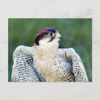 Carte Postale Faucon pèlerin