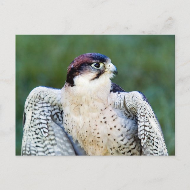 Carte Postale Faucon pèlerin (Devant)