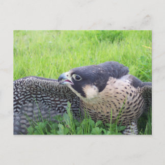 Carte Postale Faucon pèlerin en herbe