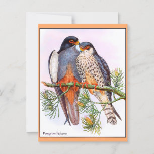 Carte Postale Faucons pèlerins