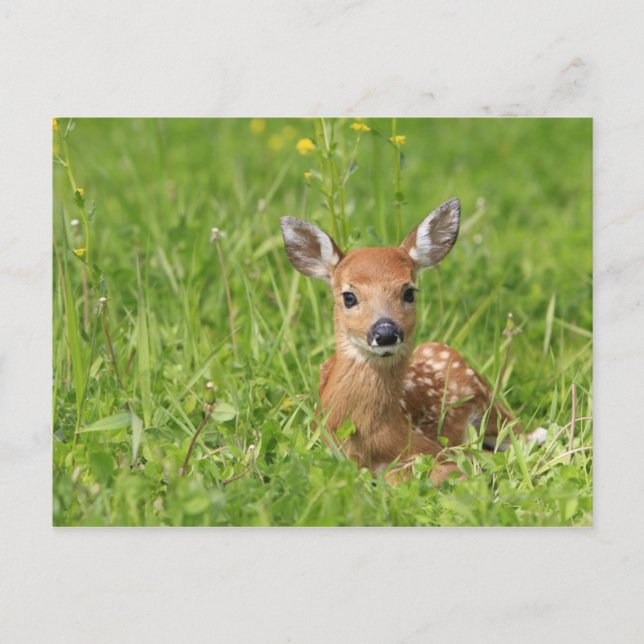 Carte Postale Faune (Devant)